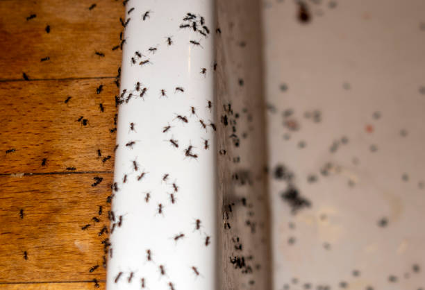 Best Insect Control  in Twin Lakes, CO