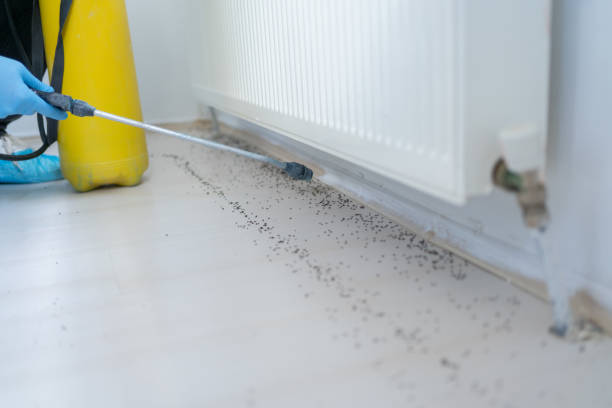 Best Flea Control Services  in Twin Lakes, CO